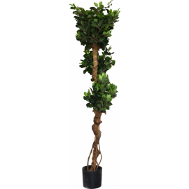 Ficus Retusa Crazy