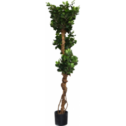 Ficus Retusa Crazy