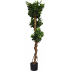 Ficus Retusa Crazy