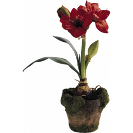 Amarylis rouge en pot