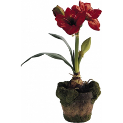 Amarylis rouge en pot